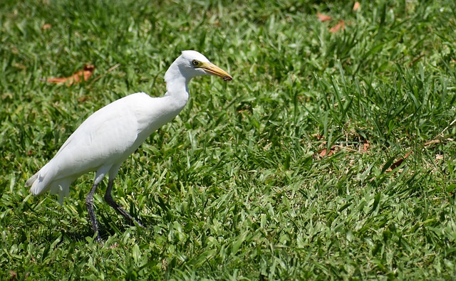 Free download white bird wildlife feathers animal free picture to be edited with GIMP free online image editor