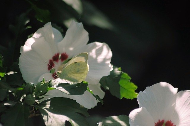 Free download White Butterfly Flowers -  free photo or picture to be edited with GIMP online image editor