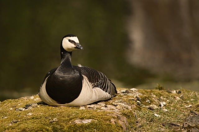 Free download white cheeked goose bird animal free picture to be edited with GIMP free online image editor