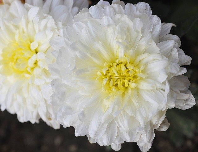 Free download White Chrysanthemum -  free photo or picture to be edited with GIMP online image editor