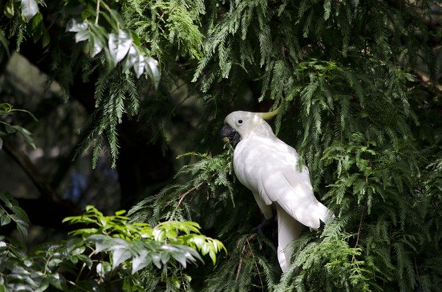 Free download White Cockatoo Sulphur Crested -  free photo or picture to be edited with GIMP online image editor