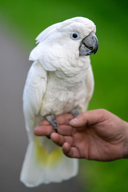 Free download white cockatoo umbrella cockatoo free picture to be edited with GIMP free online image editor