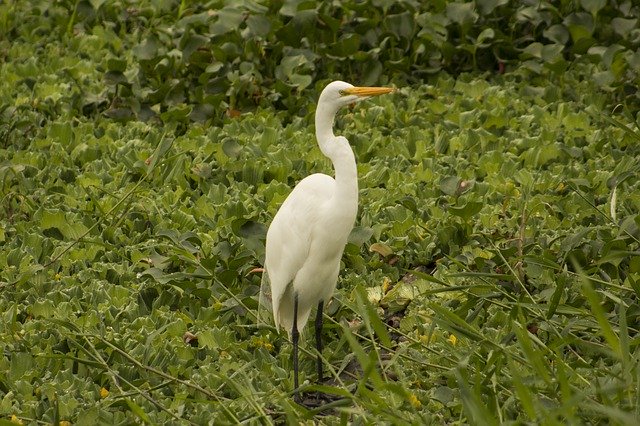 Free download White Crane Paige Nature -  free photo or picture to be edited with GIMP online image editor