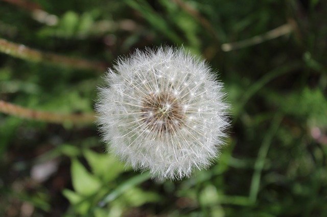 Free download White Dandelion Meadow Summer -  free photo or picture to be edited with GIMP online image editor