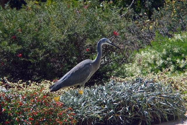 Free download White-Faced Heron Bird Wild -  free photo or picture to be edited with GIMP online image editor