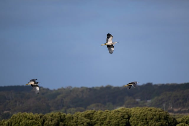 Free download white faced herons herons free picture to be edited with GIMP free online image editor