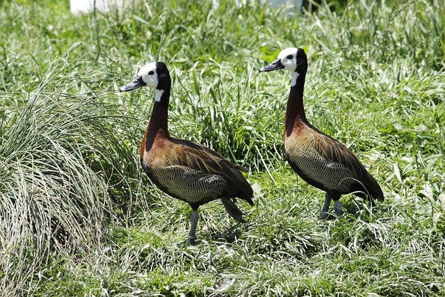 Free download white faced whistling duck ducks free picture to be edited with GIMP free online image editor