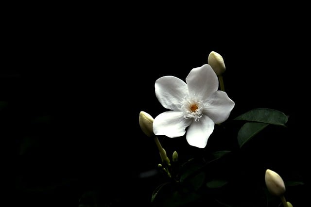 Free download white flower flora flower nature free picture to be edited with GIMP free online image editor