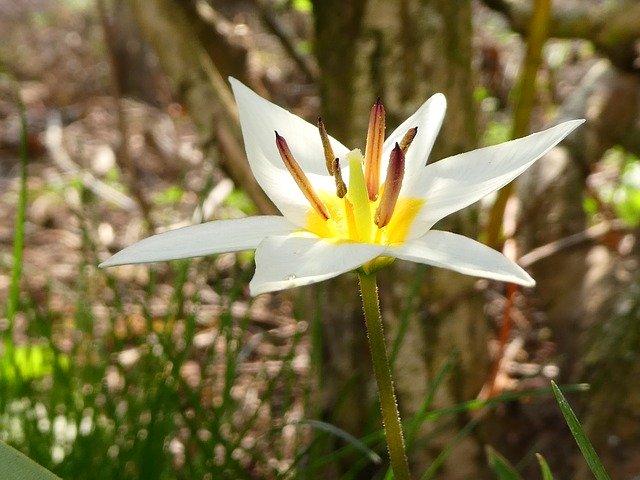 Free download White Flower Frügling Bloomers -  free photo or picture to be edited with GIMP online image editor