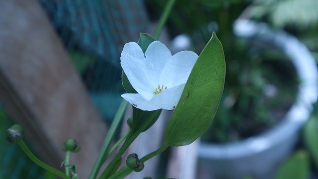 Free download White Flower Leaf -  free photo or picture to be edited with GIMP online image editor