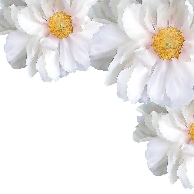 Free download White Flower P -  free illustration to be edited with GIMP free online image editor