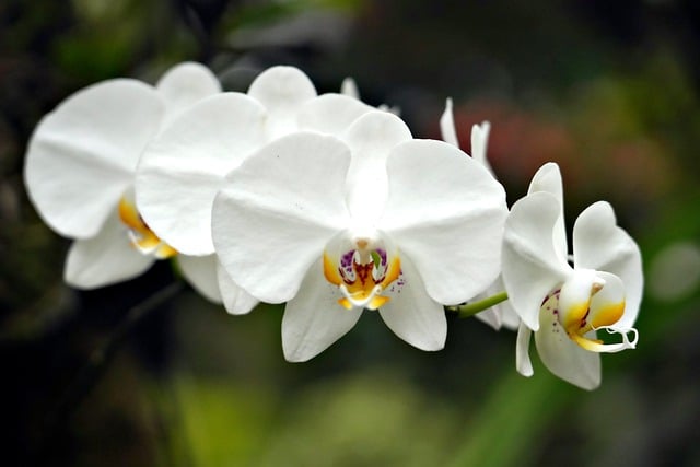 Free download white flower phalaenopsis orchid free picture to be edited with GIMP free online image editor