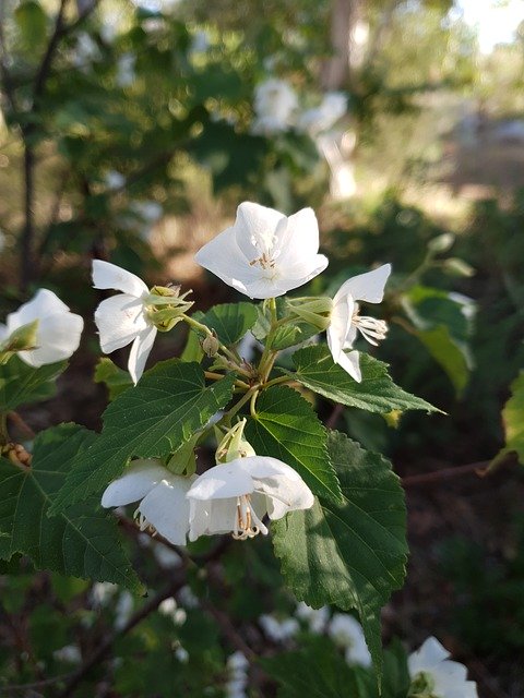 Free download White Flower Plant -  free photo or picture to be edited with GIMP online image editor