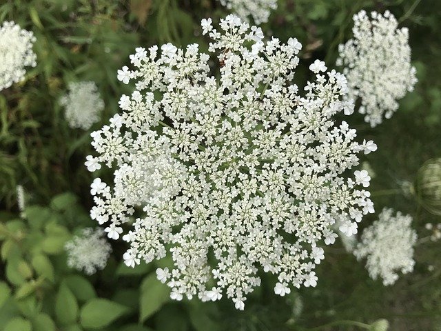 Free download White Flower Queen AnneS Lace -  free photo or picture to be edited with GIMP online image editor