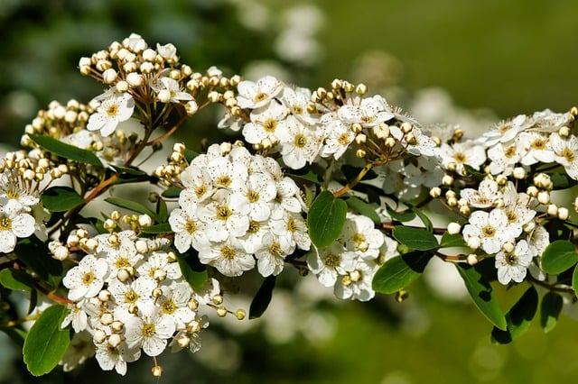 Free download white flowers bride spiere free picture to be edited with GIMP free online image editor