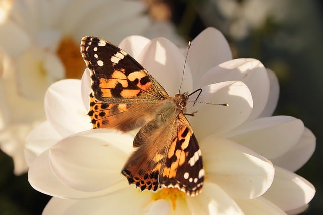 Free download white flowers butterfly garden free picture to be edited with GIMP free online image editor