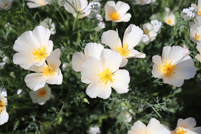 Free download White Flowers Desert -  free photo or picture to be edited with GIMP online image editor