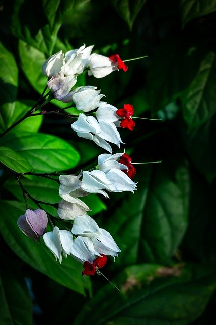 Free download White Flowers Greenhouse Botanical -  free photo or picture to be edited with GIMP online image editor