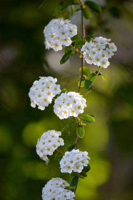 Free download white flowers ornamental shrub free picture to be edited with GIMP free online image editor