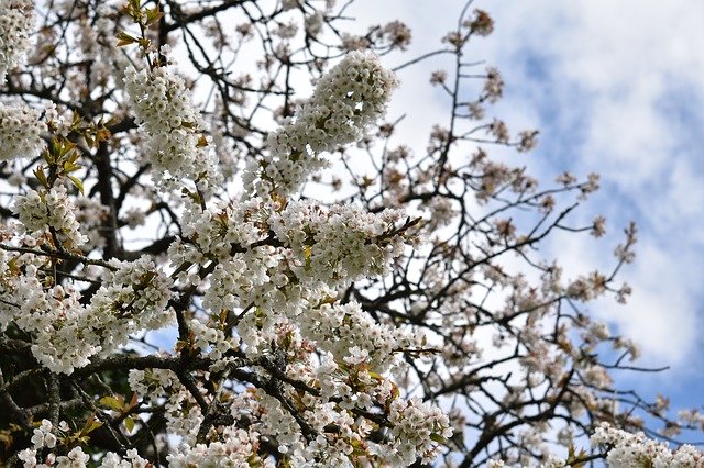 Free download White Flowers Shrubs Cherry -  free photo or picture to be edited with GIMP online image editor