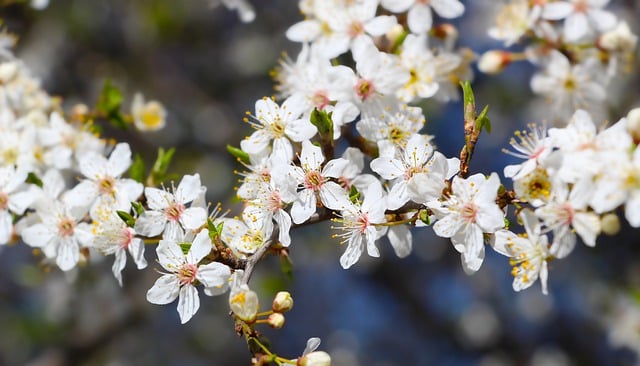 Free download white flowers spring botany bloom free picture to be edited with GIMP free online image editor