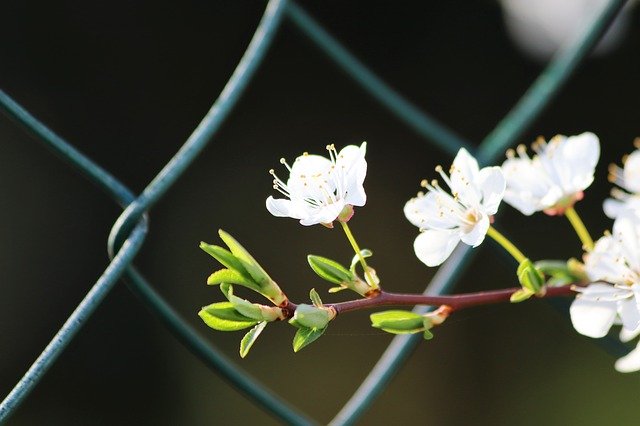 Free download White Flowers Spring Fence Net -  free photo or picture to be edited with GIMP online image editor