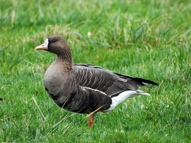 Free download White-Fronted Geese Anatidae -  free photo or picture to be edited with GIMP online image editor