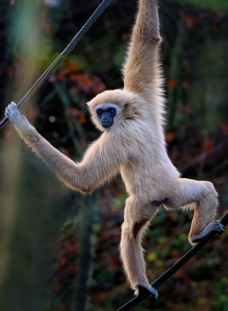 Free download white handed gibbon lar gibbon free picture to be edited with GIMP free online image editor
