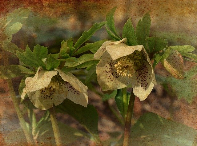 Free download White Hellebore Graphic Aged -  free illustration to be edited with GIMP free online image editor