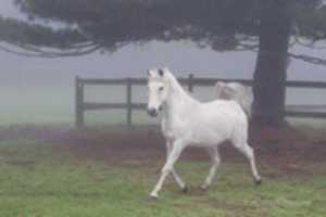 Free download White Horse In Fog free photo or picture to be edited with GIMP online image editor