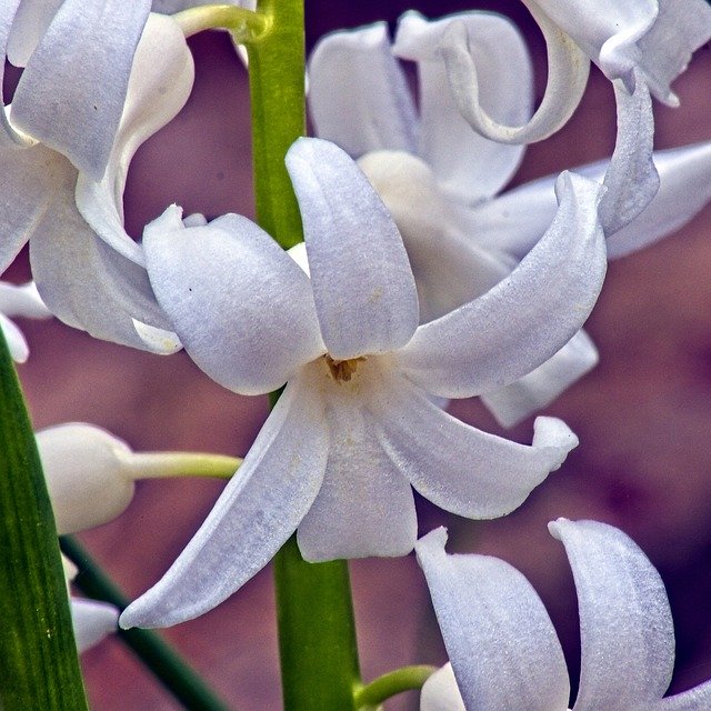 Free download White Hyacinth In Arkansas Blossom -  free photo or picture to be edited with GIMP online image editor