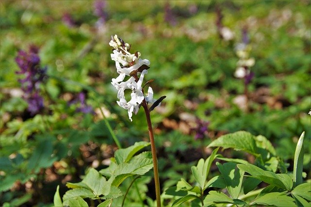 Free download White Inflorescence The Floodplain -  free photo or picture to be edited with GIMP online image editor