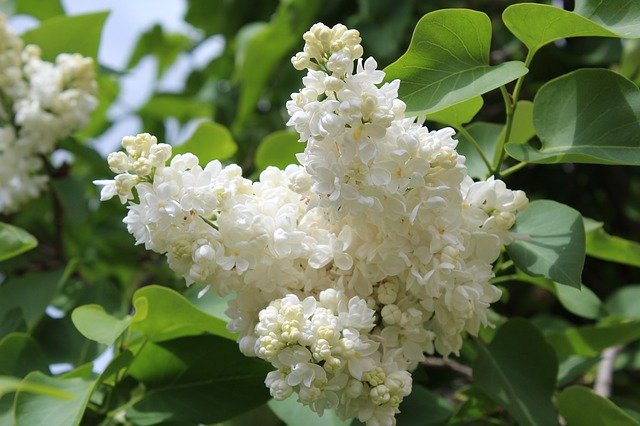 Free download White Lilac Bloom Spring Sunny -  free photo or picture to be edited with GIMP online image editor