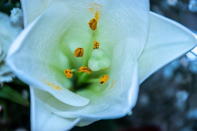 Free download white lily flower plant flora free picture to be edited with GIMP free online image editor