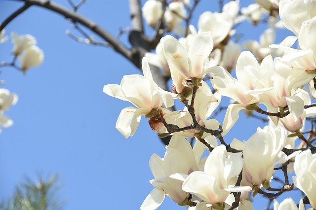 Free download White Magnolia Flower -  free photo or picture to be edited with GIMP online image editor