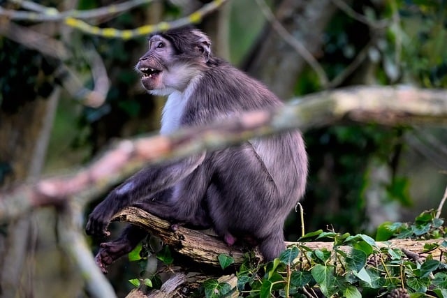 Free download white naped mangabey monkey animal free picture to be edited with GIMP free online image editor