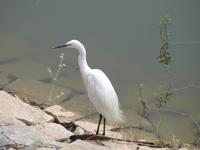 Free download White Nature Bird -  free photo or picture to be edited with GIMP online image editor