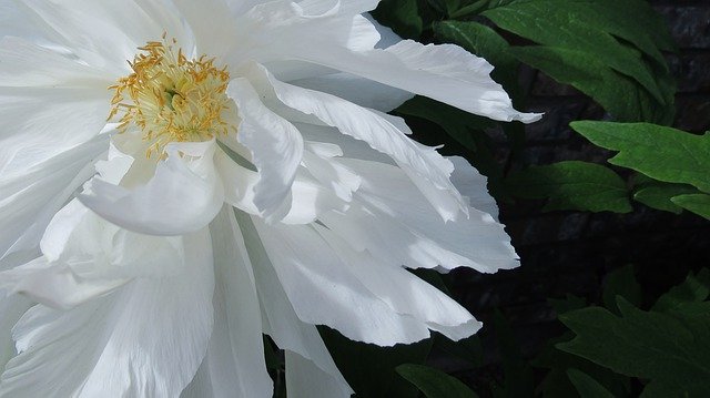 Free download White Peony Flower -  free photo or picture to be edited with GIMP online image editor