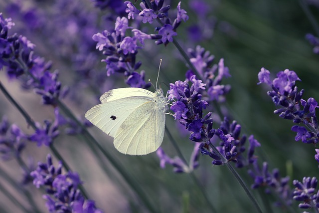 Free download white pieris butterfly free picture to be edited with GIMP free online image editor