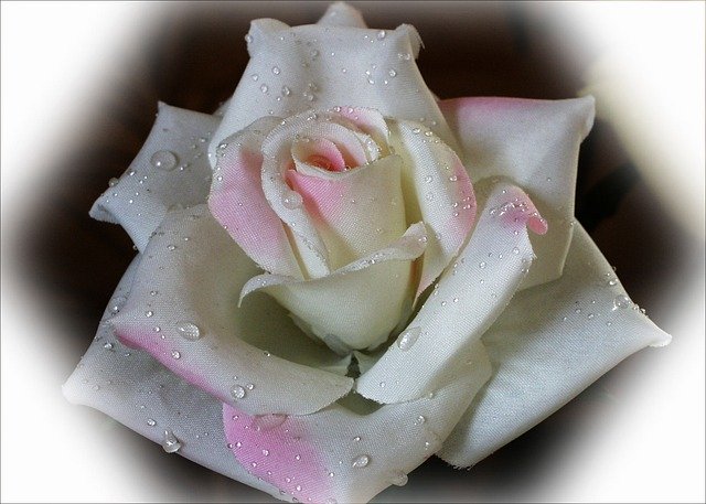 Free download White Rose Fabric Water -  free illustration to be edited with GIMP free online image editor