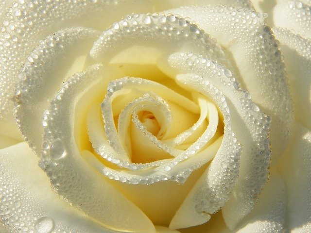 Free download White Rose From Nature -  free photo or picture to be edited with GIMP online image editor