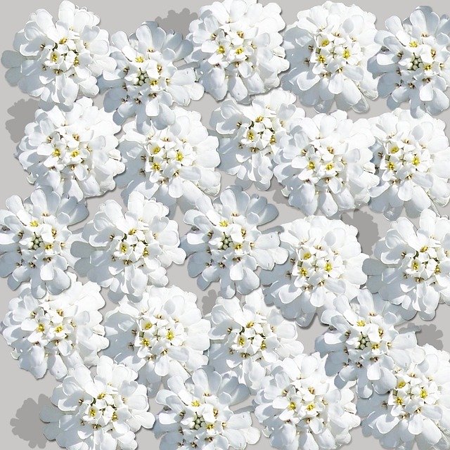 Free download White Scrapbook Background Floral -  free illustration to be edited with GIMP free online image editor