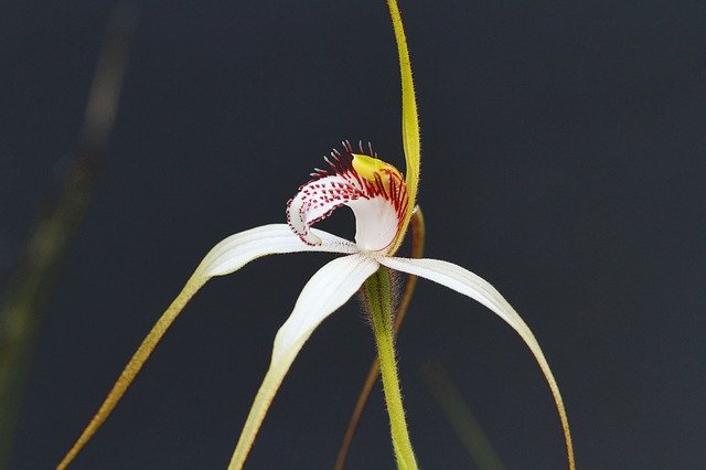 Free download White Spider Orchid Orchids -  free photo or picture to be edited with GIMP online image editor