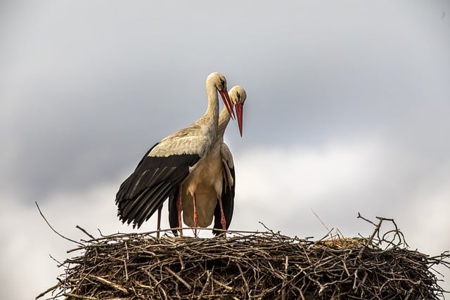 Free download white storks birds nest pair free picture to be edited with GIMP free online image editor