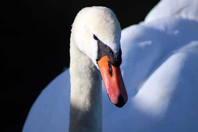 Free download white swan beak plumage nature free picture to be edited with GIMP free online image editor