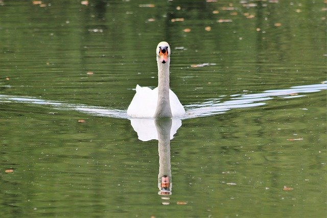 Free download White Swan Lake Swim -  free photo or picture to be edited with GIMP online image editor