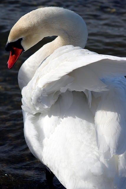 Free download white swan mute swan lake free picture to be edited with GIMP free online image editor