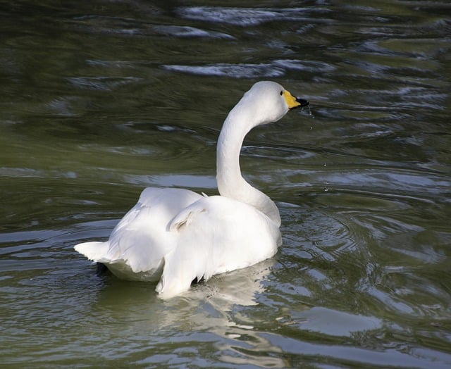 Free download white swan swan lake bird free picture to be edited with GIMP free online image editor