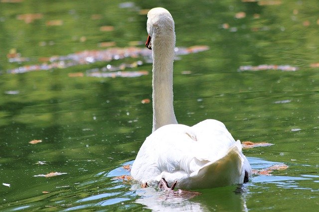 Free download White Swan Swimming Elegant -  free photo or picture to be edited with GIMP online image editor