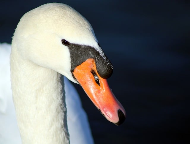 Free download white swan water bird close up free picture to be edited with GIMP free online image editor